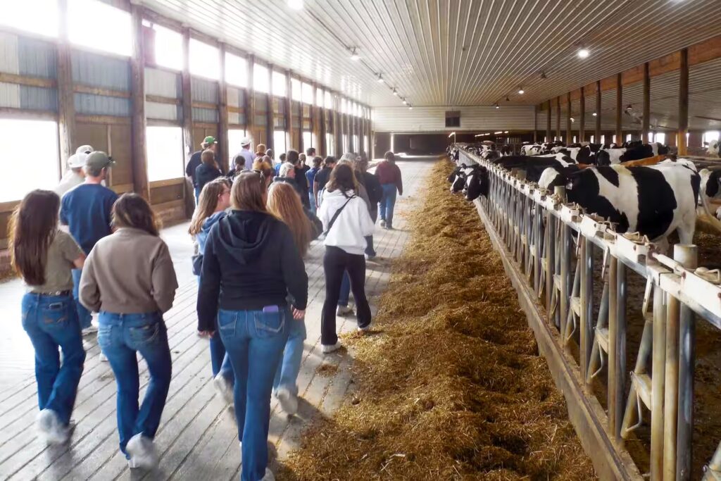 Agros Farm Tour, students walking through cattle barn with dairy cows